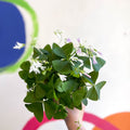 False Shamrock - Oxalis triangularis - Sprouts of Bristol