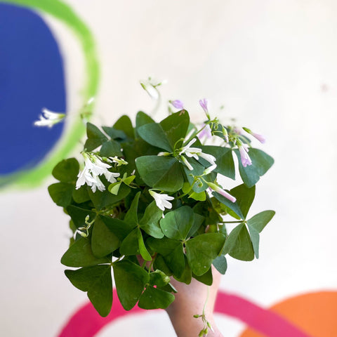 False Shamrock - Oxalis triangularis - Sprouts of Bristol