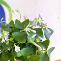 False Shamrock - Oxalis triangularis - Sprouts of Bristol