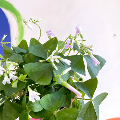 False Shamrock - Oxalis triangularis - Sprouts of Bristol