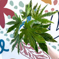 Fatsia japonica ‘Variegata’ - Spider's Web Paper Plant - Sprouts of Bristol