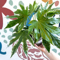Fatsia japonica ‘Variegata’ - Spider's Web Paper Plant - Sprouts of Bristol