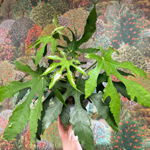 Fatsia polycarpa ‘Green Fingers’ - Sprouts of Bristol
