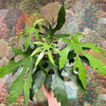 Fatsia polycarpa ‘Green Fingers’ - Sprouts of Bristol