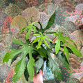 Fatsia polycarpa ‘Green Fingers’ - Sprouts of Bristol