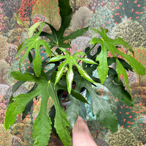 Fatsia polycarpa ‘Green Fingers’ - Sprouts of Bristol