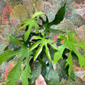 Fatsia polycarpa ‘Green Fingers’ - Sprouts of Bristol