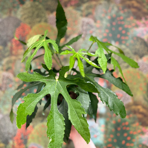 Fatsia polycarpa ‘Green Fingers’ - Sprouts of Bristol