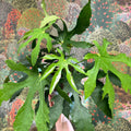 Fatsia polycarpa ‘Green Fingers’ - Sprouts of Bristol