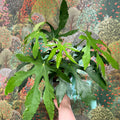 Fatsia polycarpa ‘Green Fingers’ - Sprouts of Bristol