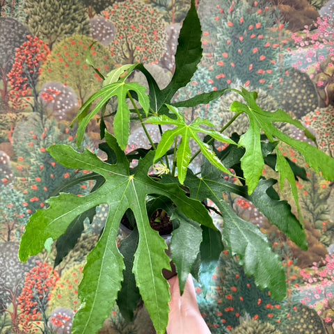 Fatsia polycarpa ‘Green Fingers’ - Sprouts of Bristol