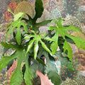 Fatsia polycarpa ‘Green Fingers’ - Sprouts of Bristol