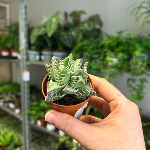 Faucaria tigrina f. monstruosa - Tiger Jaws Succulent - Sprouts of Bristol