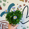 Felicia amelloides ‘Felicitara Blue’ - Blue Daisy - Sprouts of Bristol