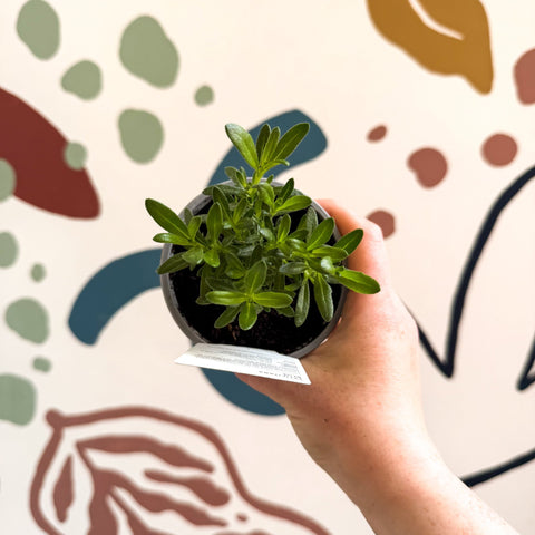 Felicia 'Felicitara Blue' - British Grown - Sprouts of Bristol