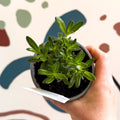 Felicia 'Felicitara Blue' - British Grown - Sprouts of Bristol