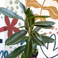 Ficus americana 'Tresor' - Sprouts of Bristol