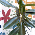 Ficus americana 'Tresor' - Sprouts of Bristol
