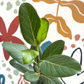 Ficus benghalensis 'Audrey' - Bengal Fig - Sprouts of Bristol