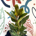 Ficus benghalensis ‘Joy' - Bengal Fig - Sprouts of Bristol