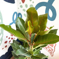Ficus benghalensis ‘Joy' - Bengal Fig - Sprouts of Bristol