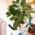 Ficus benghalensis 'Petite Audrey' - Bengal Fig - Sprouts of Bristol