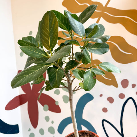 Ficus benghalensis 'Petite Audrey' - Bengal Fig - Sprouts of Bristol