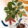Ficus benghalensis 'Petite Audrey' - Bengal Fig - Sprouts of Bristol