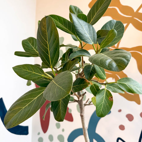 Ficus benghalensis 'Petite Audrey' - Bengal Fig - Sprouts of Bristol