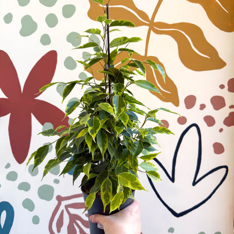 Ficus benjamina 'Anastasia' - Weeping Fig - Sprouts of Bristol