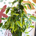 Ficus benjamina 'Anastasia' - Weeping Fig - Sprouts of Bristol