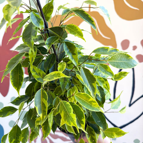 Ficus benjamina 'Anastasia' - Weeping Fig - Sprouts of Bristol