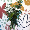 Ficus benjamina 'Danielle' - Weeping Fig - Sprouts of Bristol
