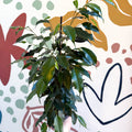 Ficus benjamina 'Danielle' - Weeping Fig - Sprouts of Bristol