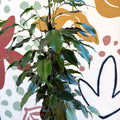 Ficus benjamina 'Danielle' - Weeping Fig - Sprouts of Bristol
