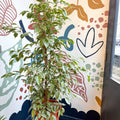 Ficus benjamina 'Golden King' - Weeping Fig - Sprouts of Bristol