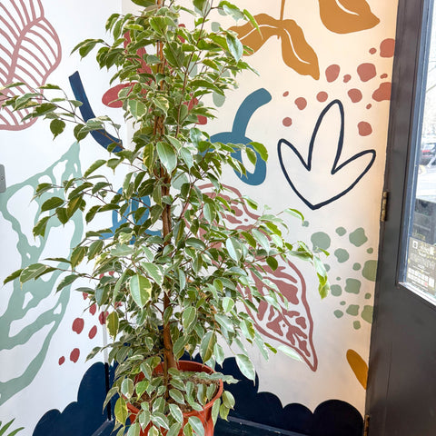 Ficus benjamina 'Golden King' - Weeping Fig - Sprouts of Bristol