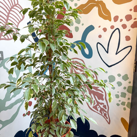 Ficus benjamina 'Golden King' - Weeping Fig - Sprouts of Bristol