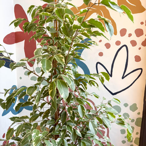 Ficus benjamina 'Golden King' - Weeping Fig - Sprouts of Bristol
