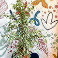 Ficus benjamina 'Golden King' - Weeping Fig - Sprouts of Bristol