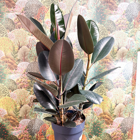 Ficus elastica 'Abidjan' - Burgundy Rubber Plant - Sprouts of Bristol