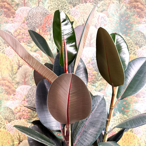 Ficus elastica 'Abidjan' - Burgundy Rubber Plant - Sprouts of Bristol