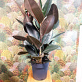 Ficus elastica 'Abidjan' - Burgundy Rubber Plant - Sprouts of Bristol