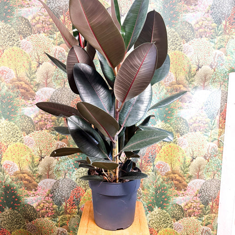 Ficus elastica 'Abidjan' - Burgundy Rubber Plant - Sprouts of Bristol