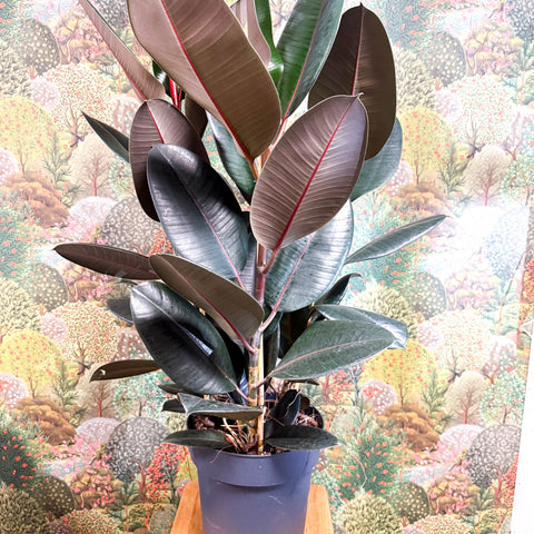 Ficus elastica 'Abidjan' - Burgundy Rubber Plant - Sprouts of Bristol