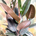 Ficus elastica 'Abidjan' - Burgundy Rubber Plant - Sprouts of Bristol
