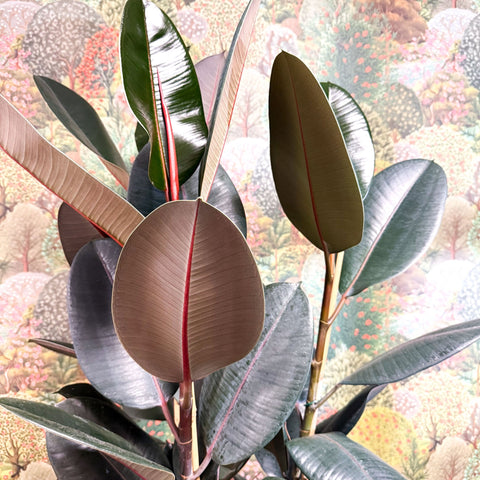 Ficus elastica 'Abidjan' - Burgundy Rubber Plant - Sprouts of Bristol