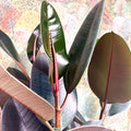 Ficus elastica 'Abidjan' - Burgundy Rubber Plant - Sprouts of Bristol