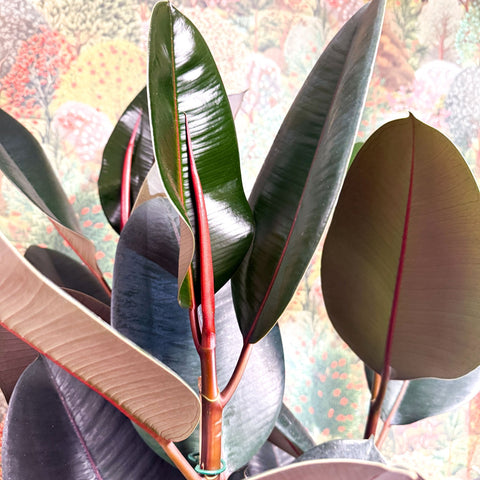 Ficus elastica 'Abidjan' - Burgundy Rubber Plant - Sprouts of Bristol