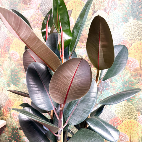 Ficus elastica 'Abidjan' - Burgundy Rubber Plant - Sprouts of Bristol